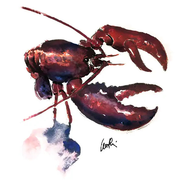 Acquerello homarus