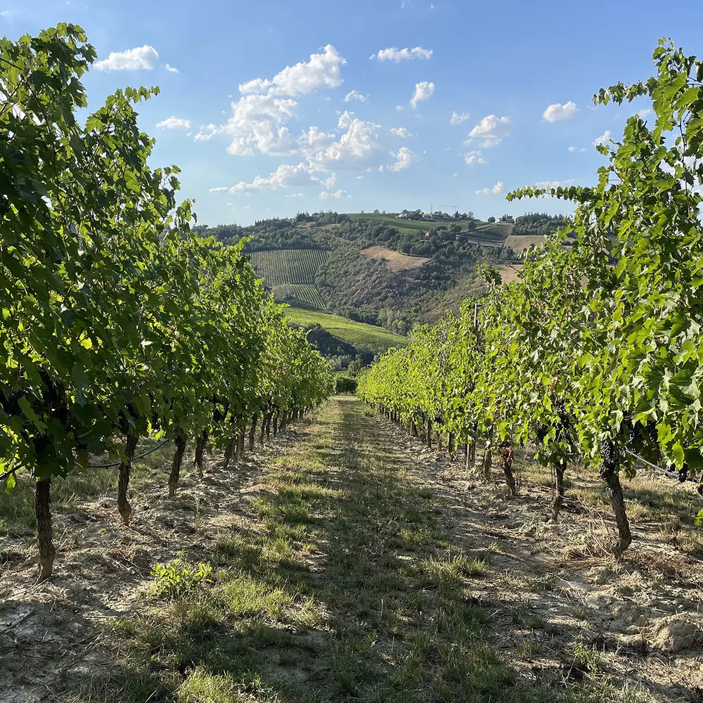 Tenuta Del Paguro