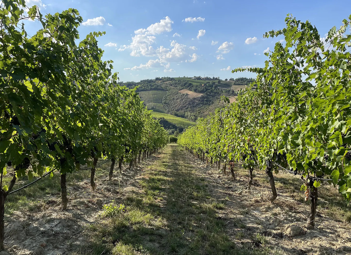 Tenuta Del Paguro