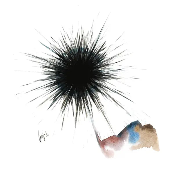 Mare Urchin Riccio di mare